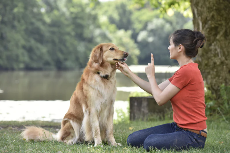 Can you heal and train an old dog in 30 days?