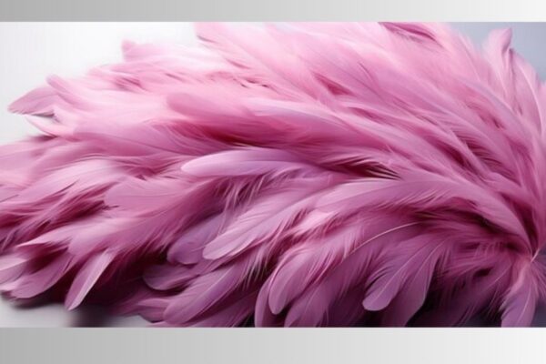 Feather Boa