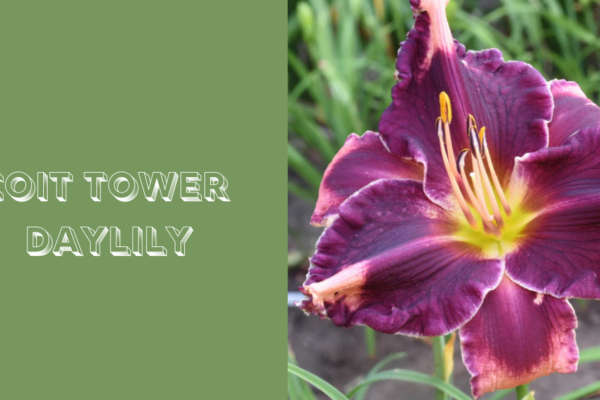 coit tower daylily