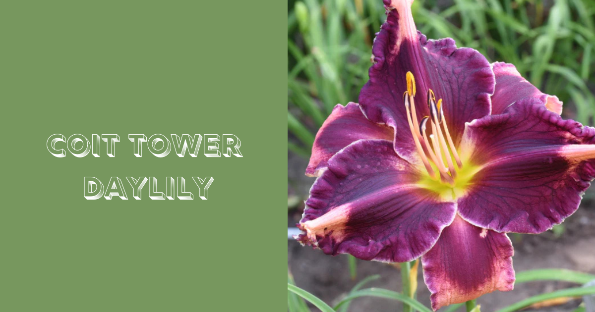 coit tower daylily