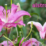 alstromeria