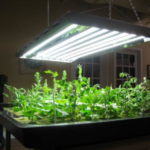 Smart Lighting Solutions for Enhancing Indoor Plant Growth