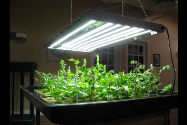 Smart Lighting Solutions for Enhancing Indoor Plant Growth