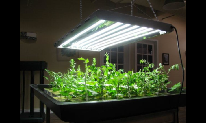 Smart Lighting Solutions for Enhancing Indoor Plant Growth