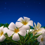 night blooming jasmine