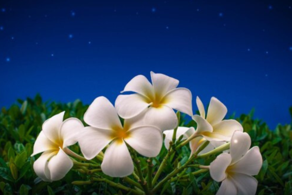 night blooming jasmine