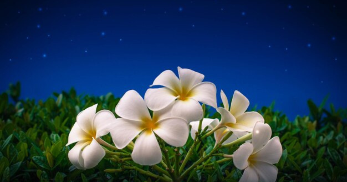 night blooming jasmine