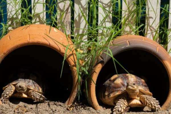 sulcata tortoise