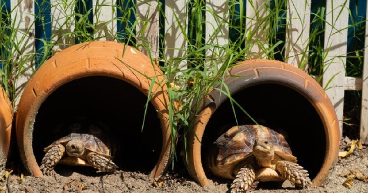 sulcata tortoise