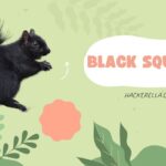 black squirrel