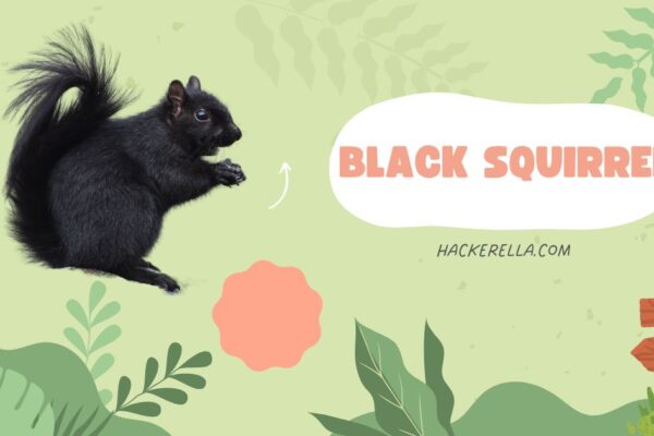 black squirrel