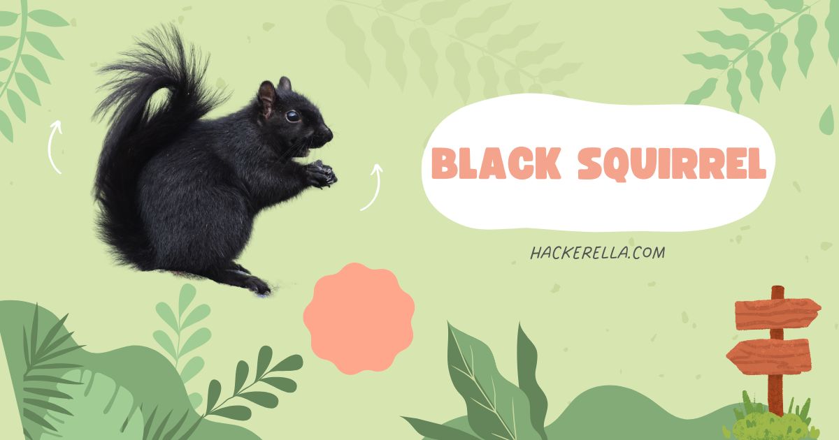 black squirrel