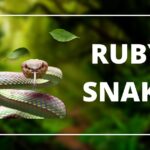 ruby snake