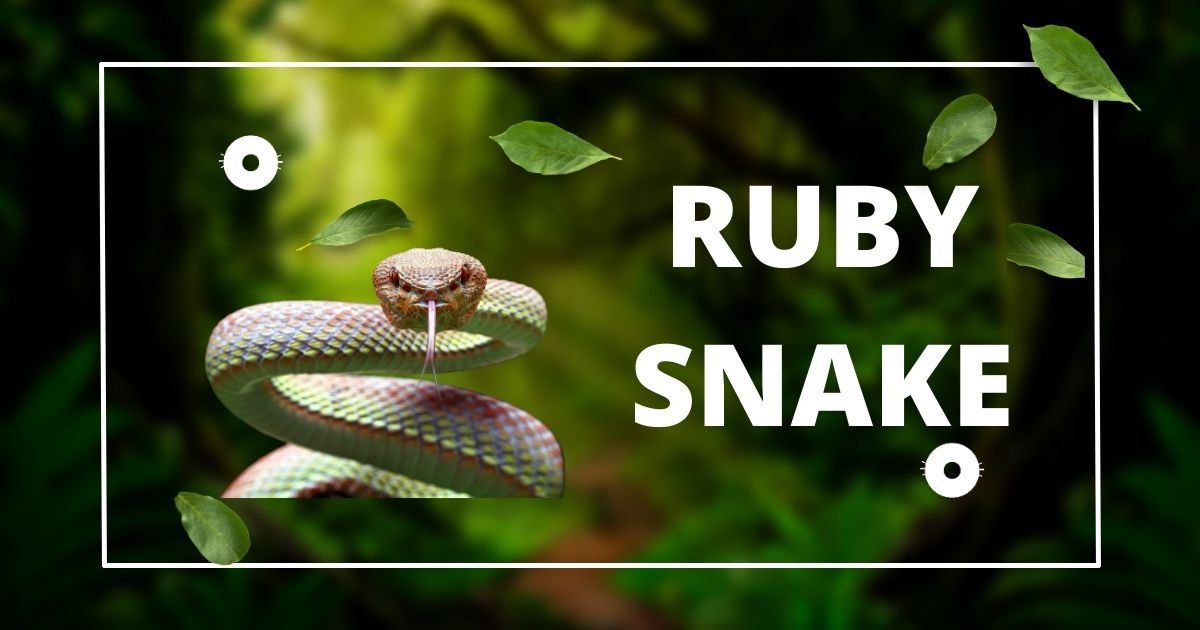 ruby snake