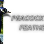 peacock and feathers