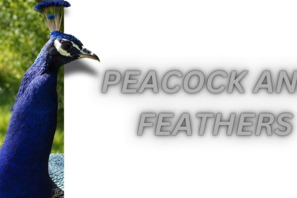 peacock and feathers