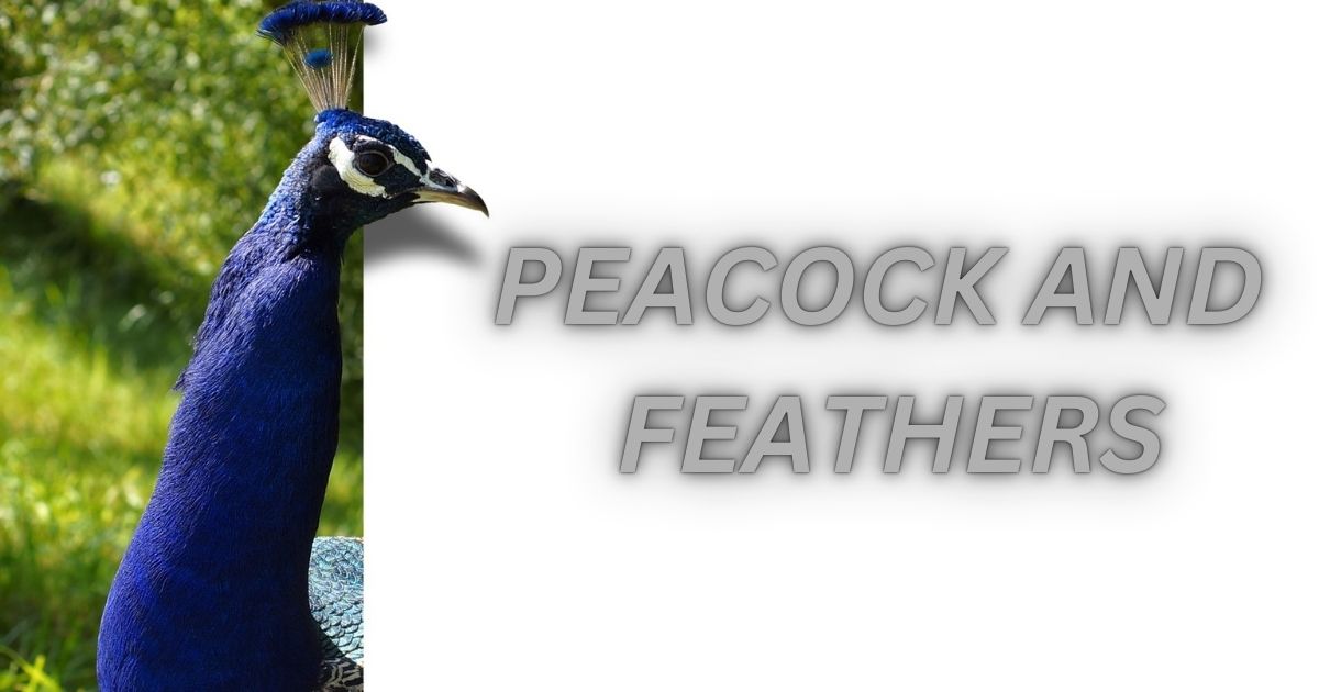 peacock and feathers