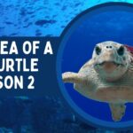 Diarrhea of a cgi turtle season 2