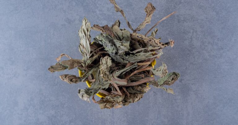 Gush Mints Strain: A Potent Blend of Flavor and Relaxation