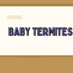 baby termites