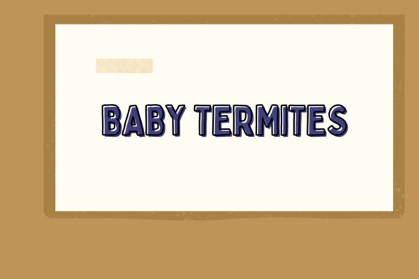 baby termites