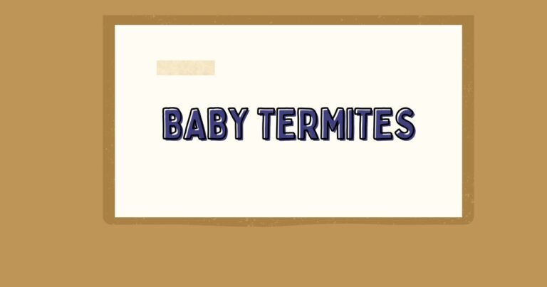 Baby Termites: What You Need to Know