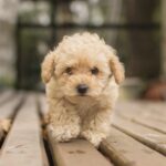 maltipoo for sale