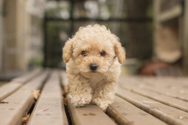 maltipoo for sale