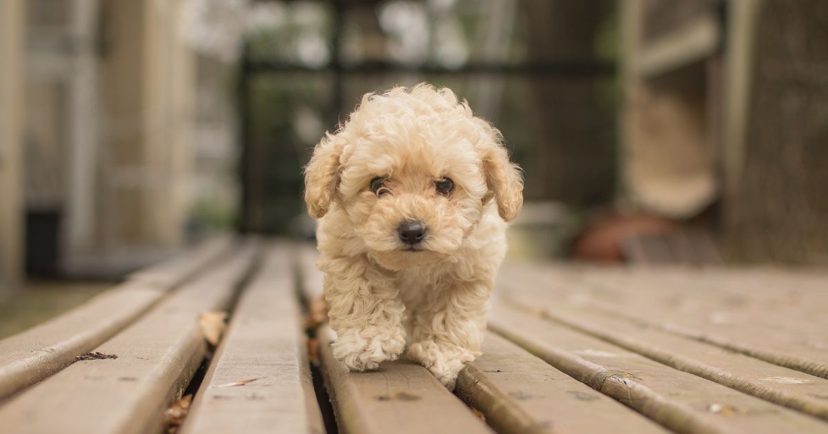 maltipoo for sale